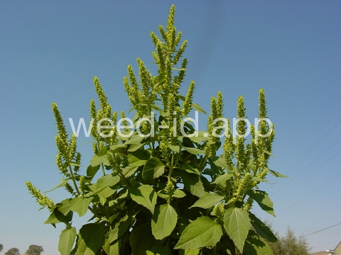 marshelder, annual